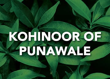 Kohinoor of Punawale